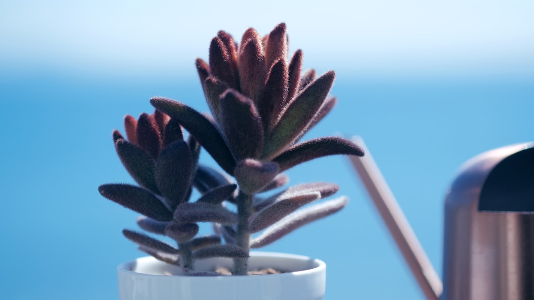 Photo Kalanchoe flowers