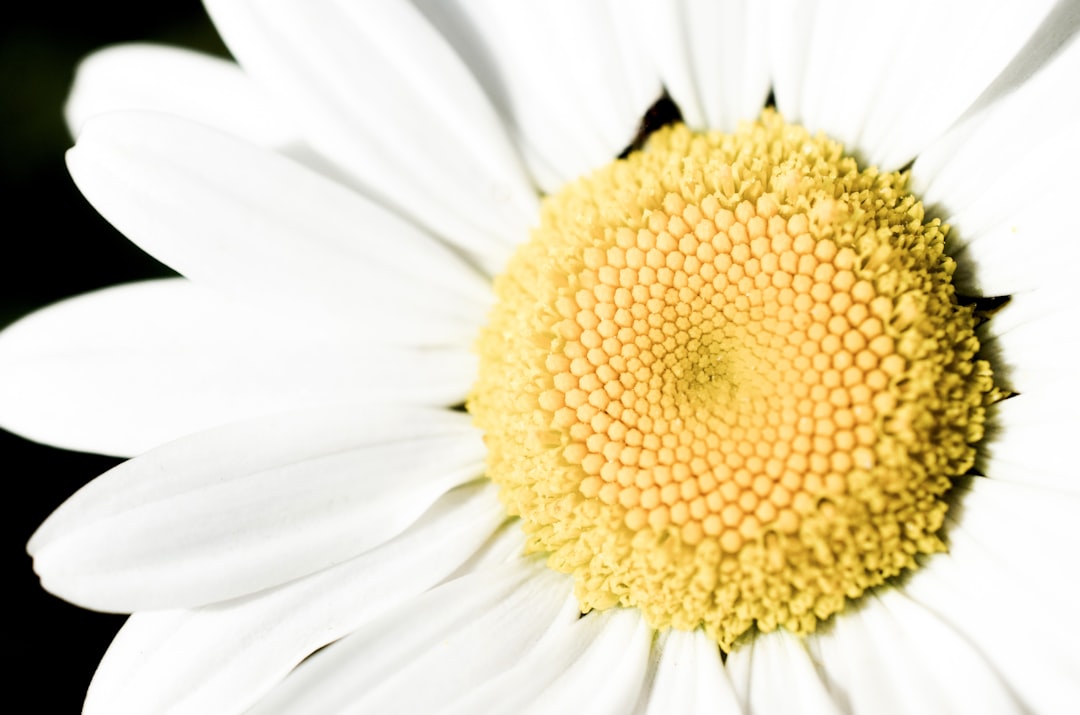 Photo Image: Daisy Sketch Nouns: Daisy, Sketch